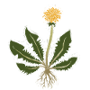 Dandelion Blooming Linocut Print