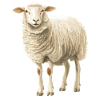 Mouton Mouton