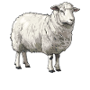 Mouton Mouton
