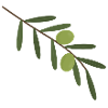 Olive Branch