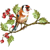Bunter Vogel