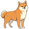 Chien Shiba Inu