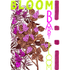 BLOOM BABY BLOOM