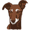 Galgo Español - Portrait - 20250603