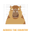 Capybara Capibara