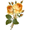 Fleur
