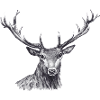 Cerf