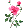 Fleur