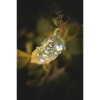 Blatt-Wassertropfen