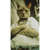 Coolcat 3