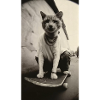 CoolCat2