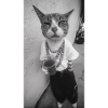 CoolCat1