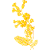 Cowslip Sketch – Monochrome Illustration