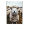Mouton Mouton