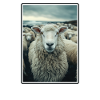 Sheep Sheep