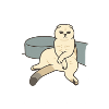 Scottish fold kitten assessing eyesight