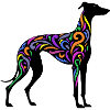 Rainbow Galgo - 20250605