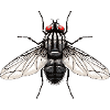 Fly