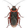 Cockroach - Cockroach