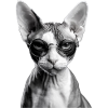 Unimpressed Sphynx