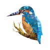 Eisvogel Polygon Art Design
