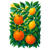 Citrus Grove Dream
