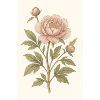 Une fleur classique