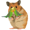 Hamster Menno with two Wellis