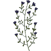 Minimalist lavender illustration
