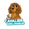 TEAM Cavalier King Charles - Fire
