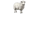 Sheep Sheep