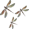 Libellules