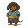 Dachshund with affluent belly