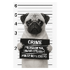 Criminal pug