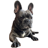 Cuddly Bulldog Portrait
