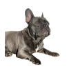 Sleeping French Bulldog