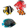 Exotic fish