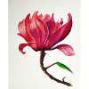 Magnolie