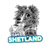 TEAM Shetland - Blue Merle