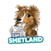 TEAM Shetland - Fauve