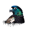 Parrot,Sequins,Glitter,Bird,Black