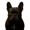 Dark Bulldog Face Portrait