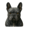 Gray French Bulldog Portrait