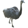 Vogel Nandu