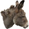 Âne