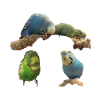 Budgies