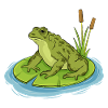 toad sitting on a lilypad