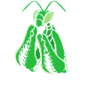 Worshipper Mantis Mantis