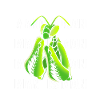 Worshipper Mantis Mantis
