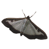 box tree moth